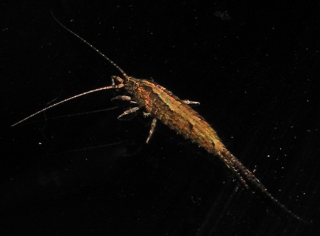 Microcoryphia: Machilidae sp.