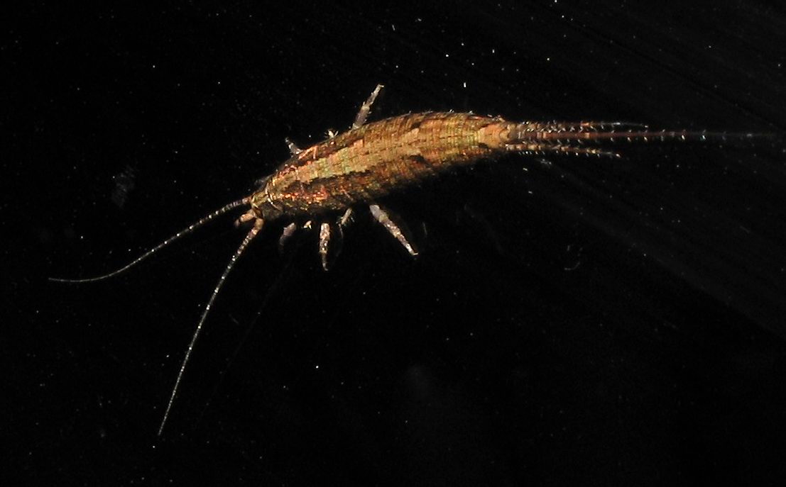 Microcoryphia: Machilidae sp.