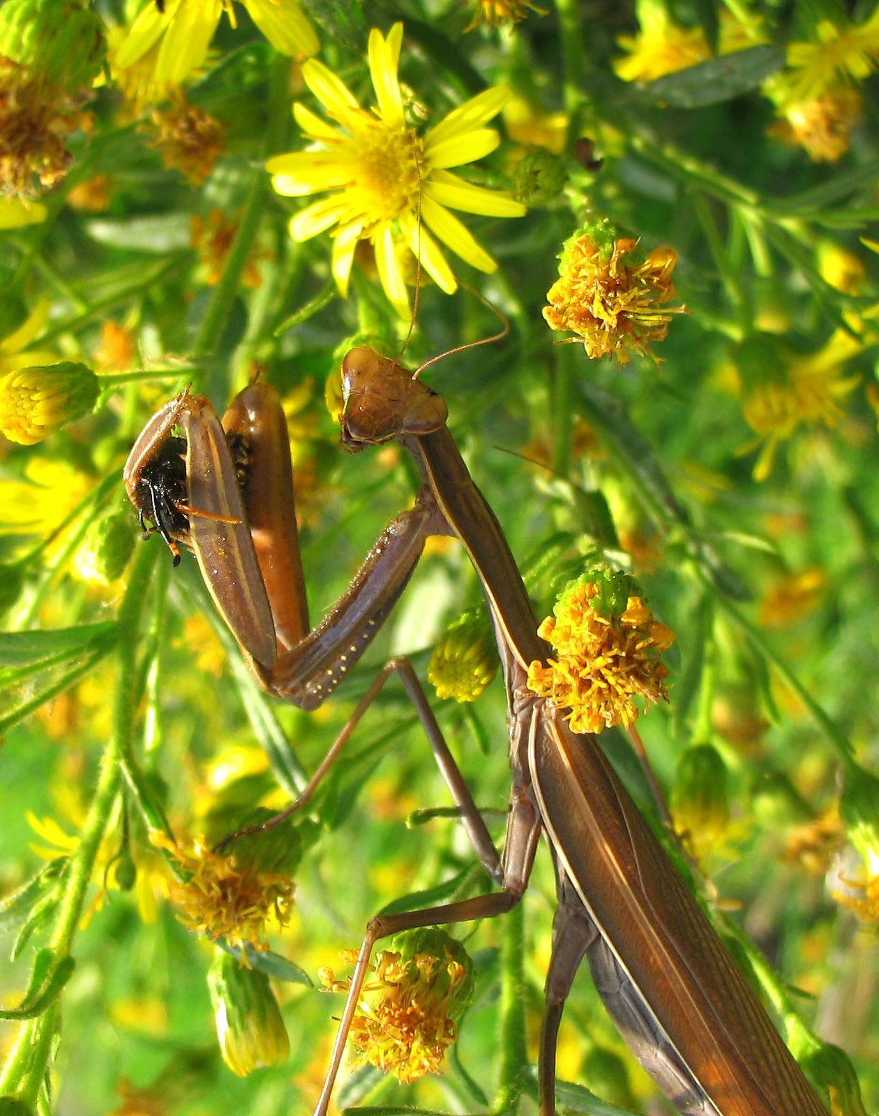 Un pasto delizioso - Mantis religiosa (e Ameles decolor)