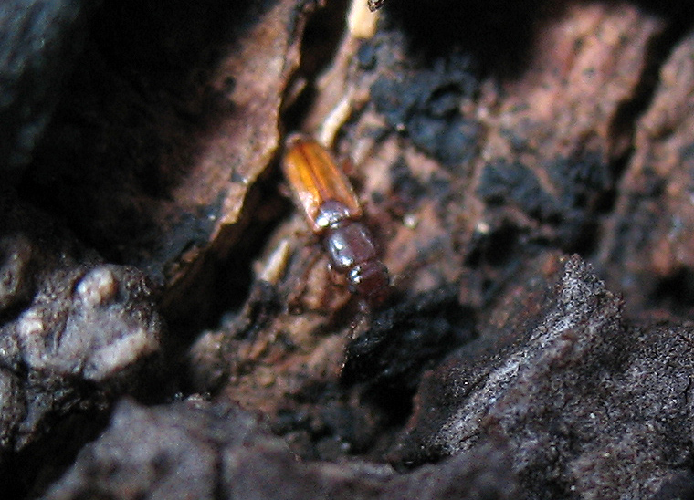 Che cos''è?  Placonotus cfr. testaceus (Laemophloeidae)