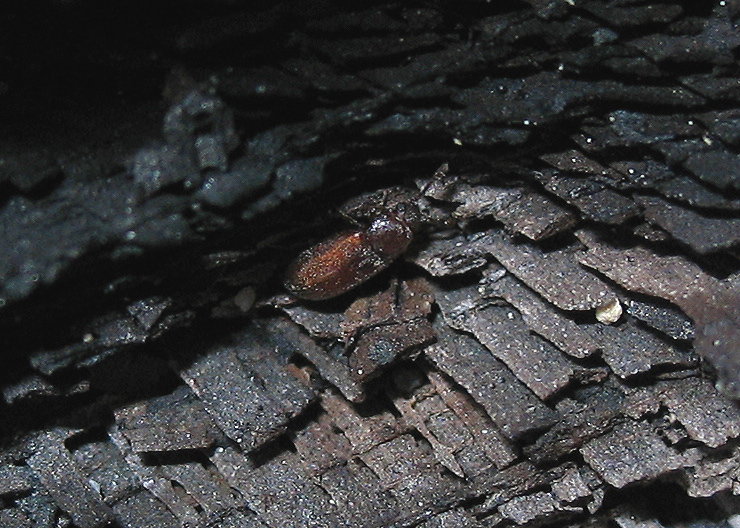 Che cos''è?  Placonotus cfr. testaceus (Laemophloeidae)