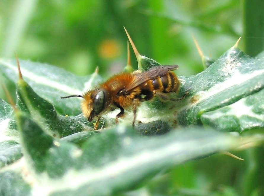 Apidae Megachilinae??  S !