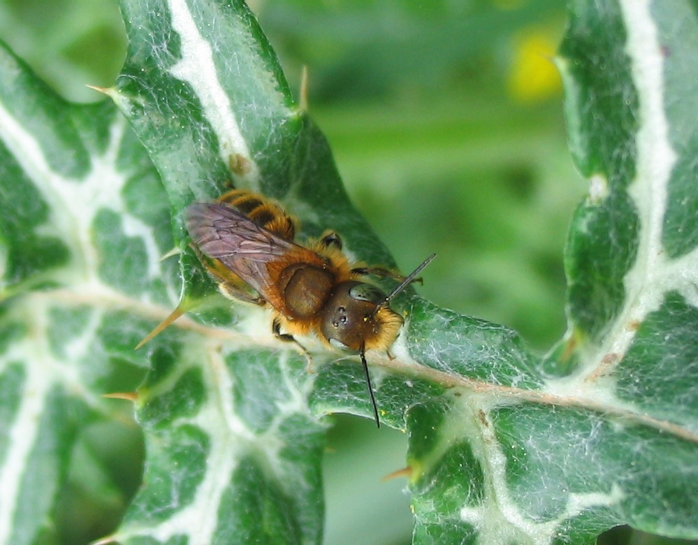 Apidae Megachilinae??  S !