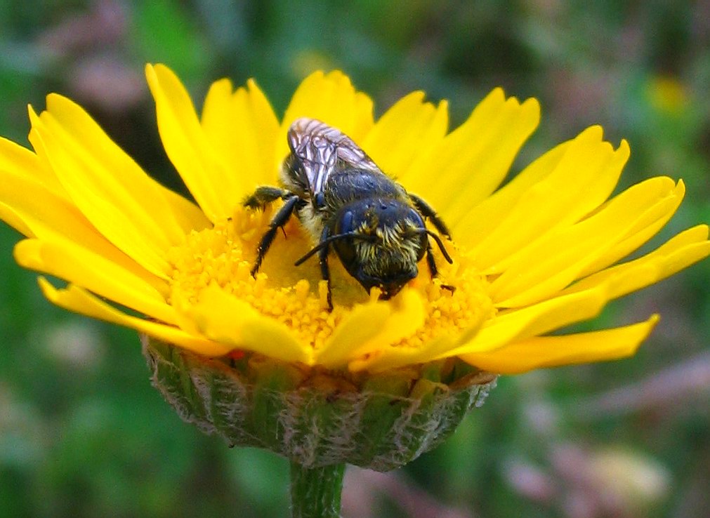 Apidae Megachilinae??  S !