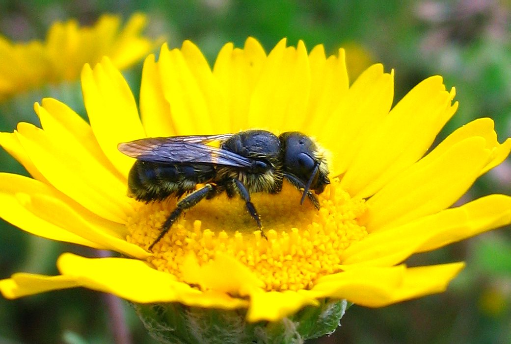 Apidae Megachilinae??  S !