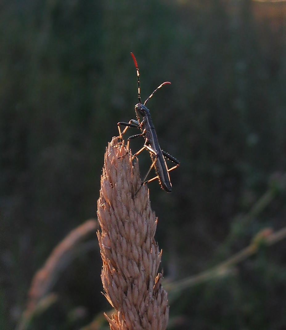 Heteroptera: Micrelytra fossularum?