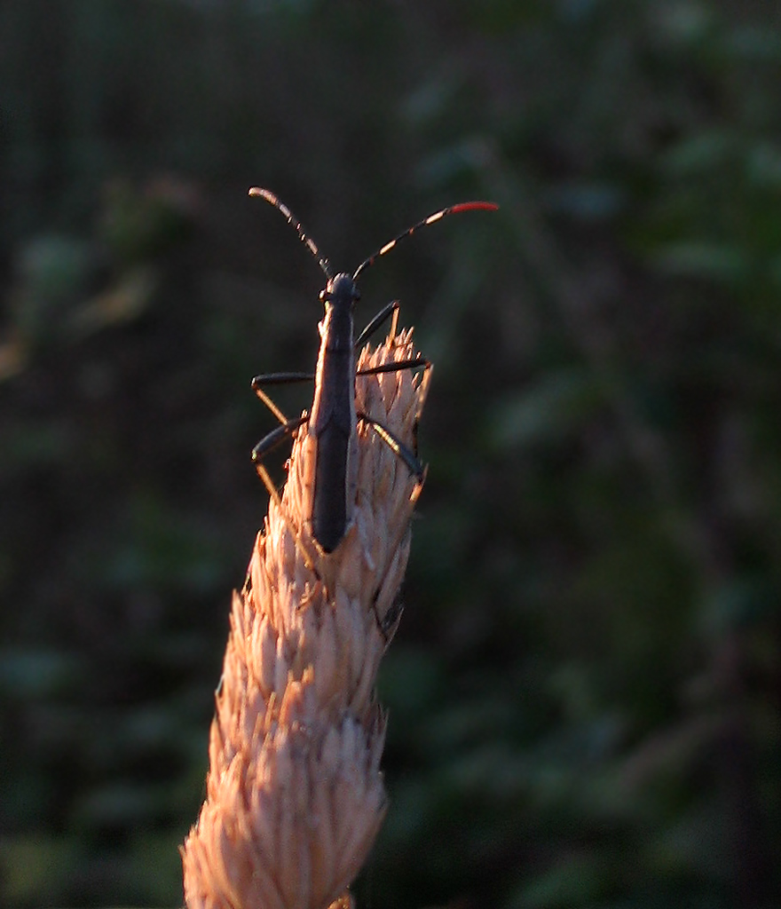 Heteroptera: Micrelytra fossularum?