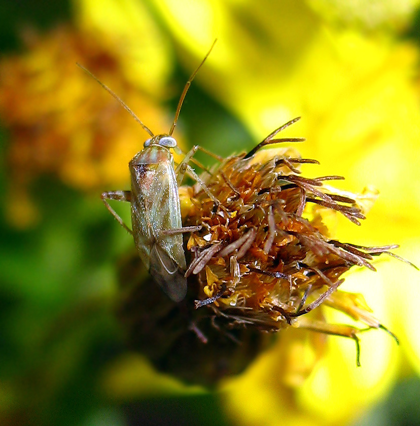 Miridae su cui riflettere
