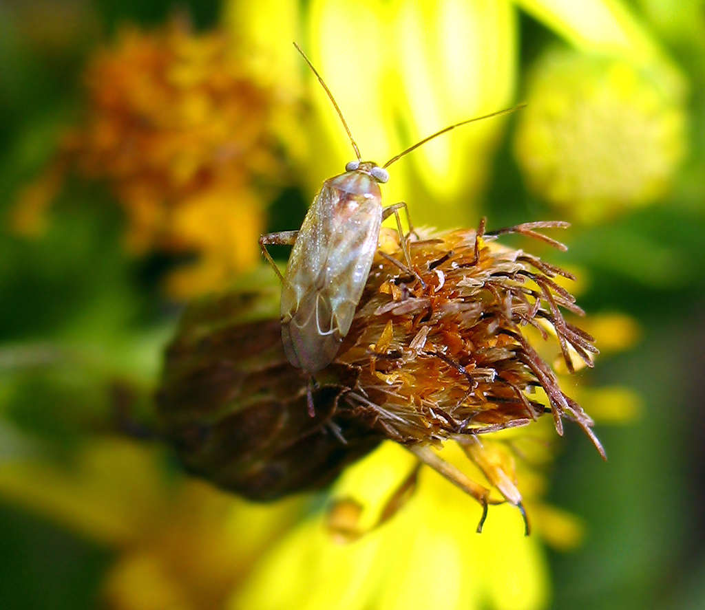 Miridae su cui riflettere