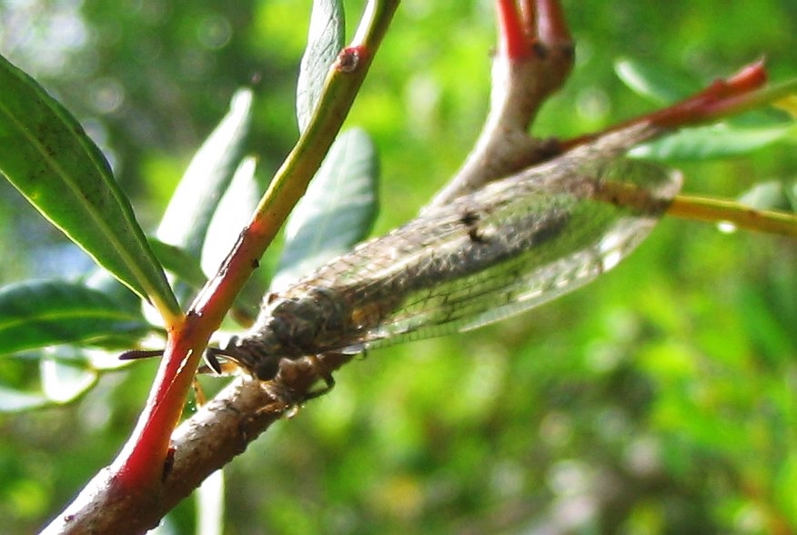 Distoleon tetragrammicus