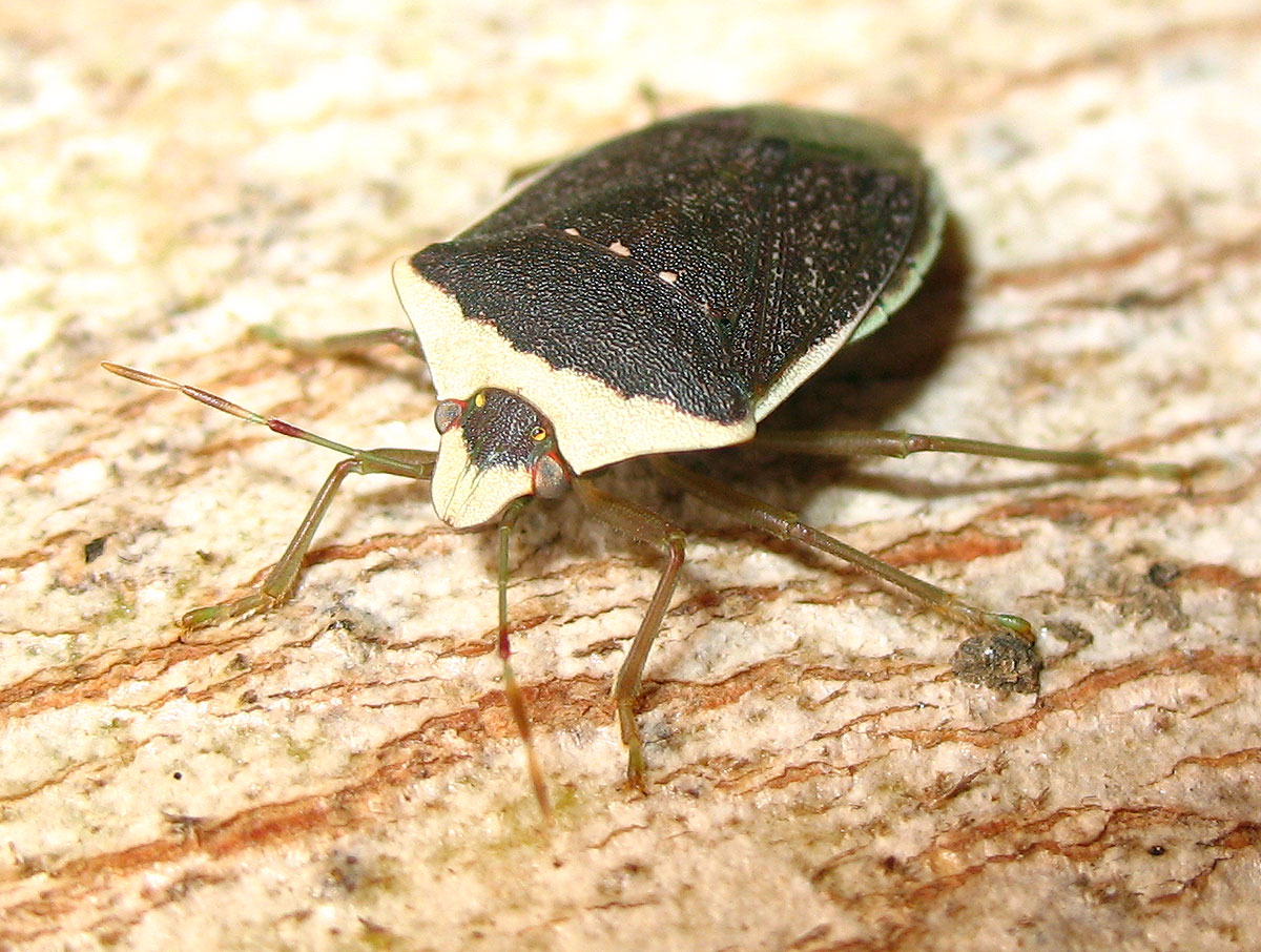 Nezara viridula f. torquata