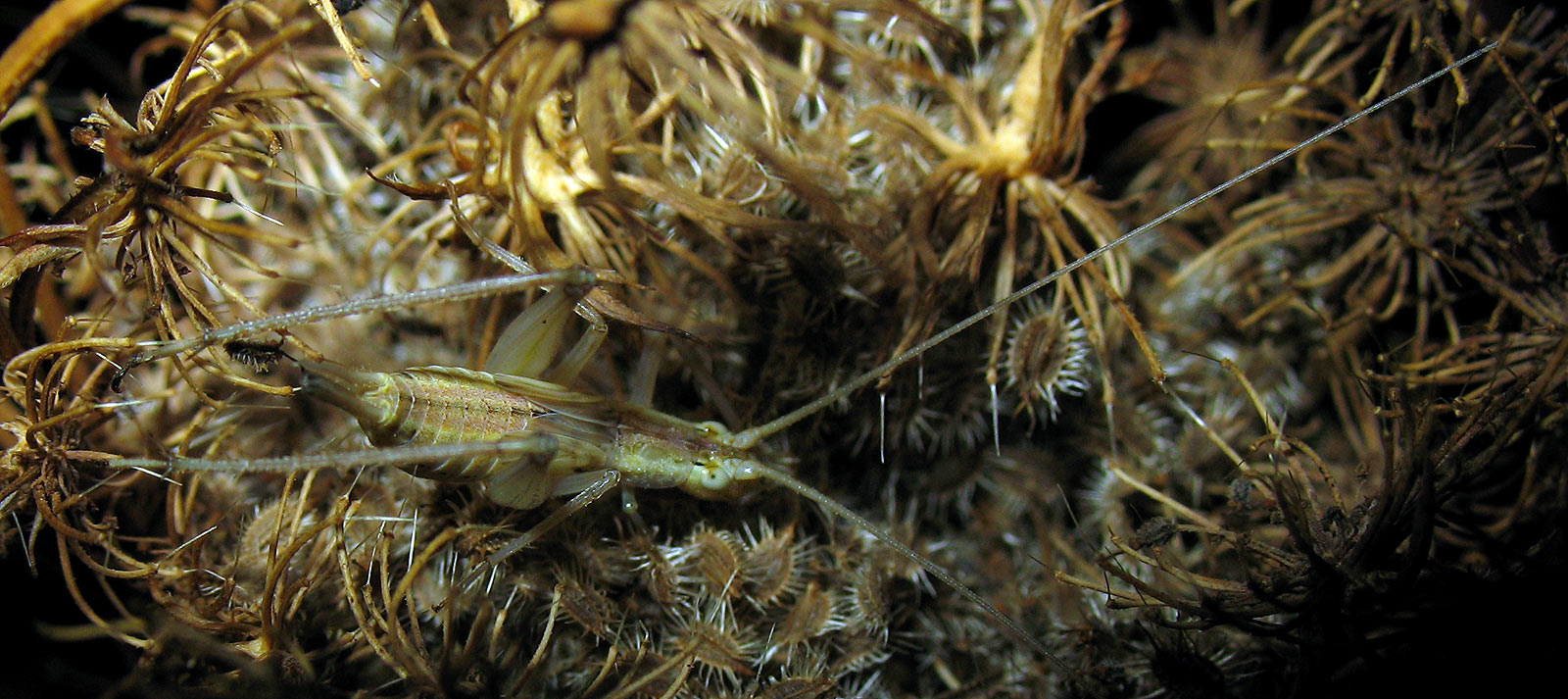 Oecanthus pellucens (Gryllidae, Oecanthinae)