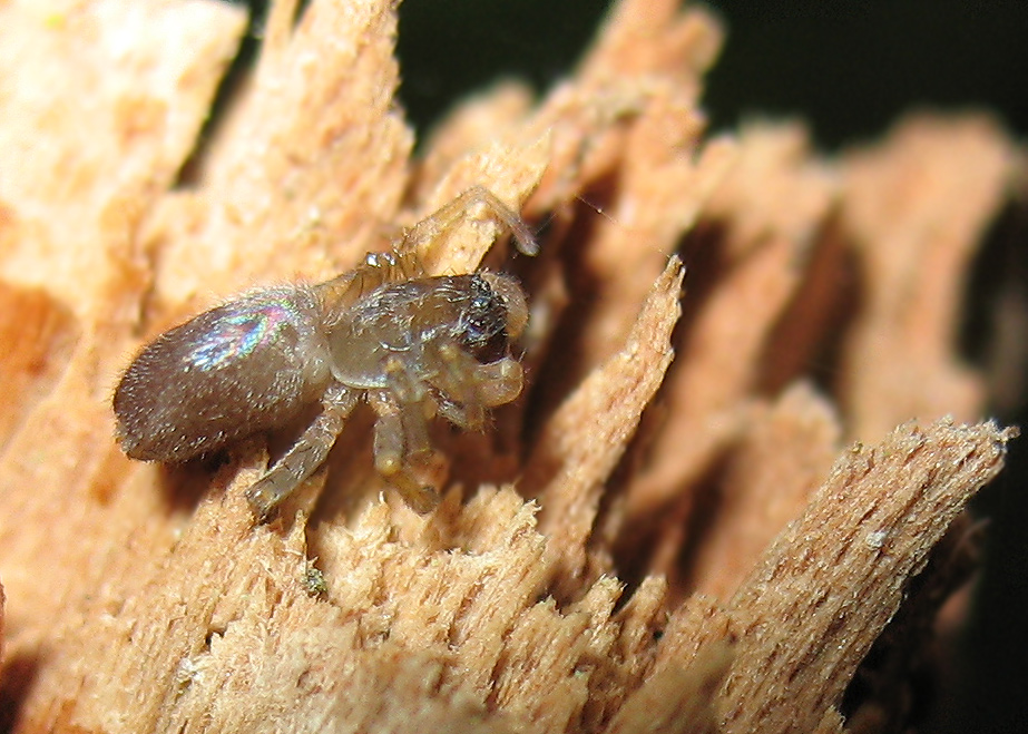 Ragno baby (Clubiona sp.?)