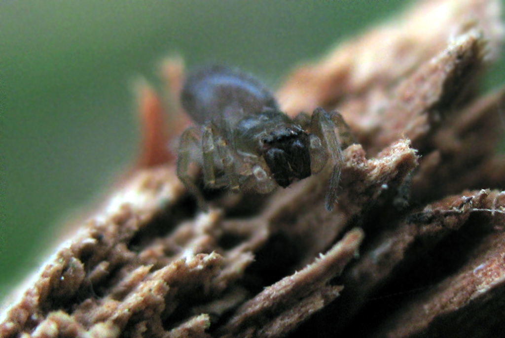 Ragno baby (Clubiona sp.?)