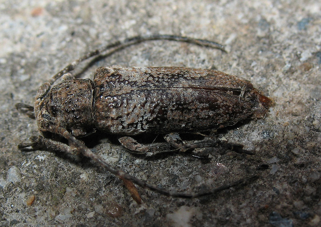 Niphona picticornis all''Elba