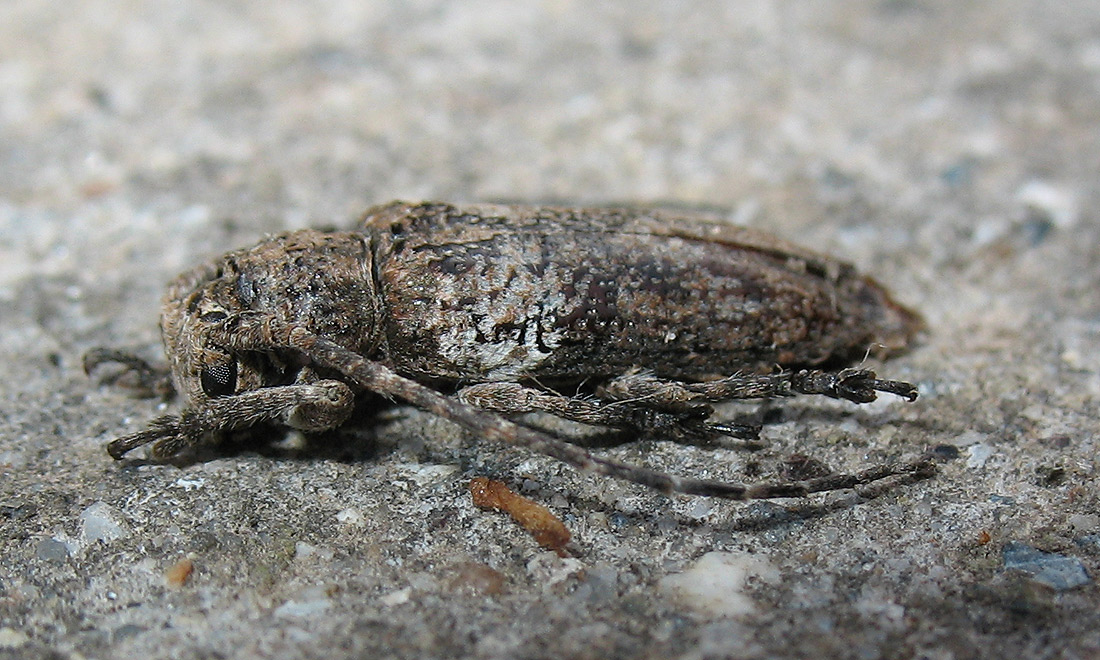 Niphona picticornis all''Elba