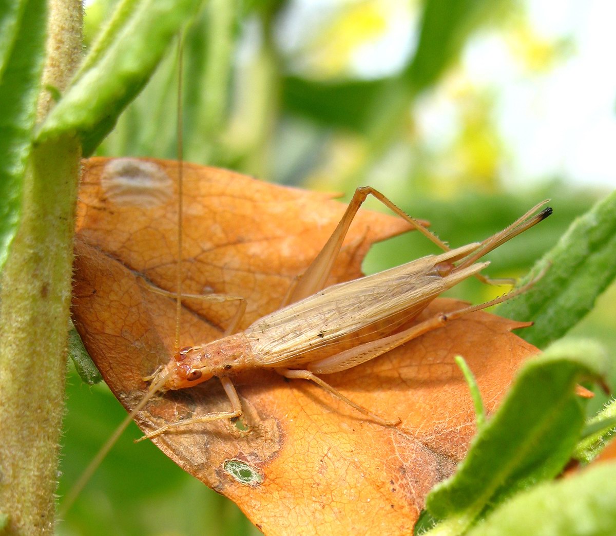 Oecanthus pellucens