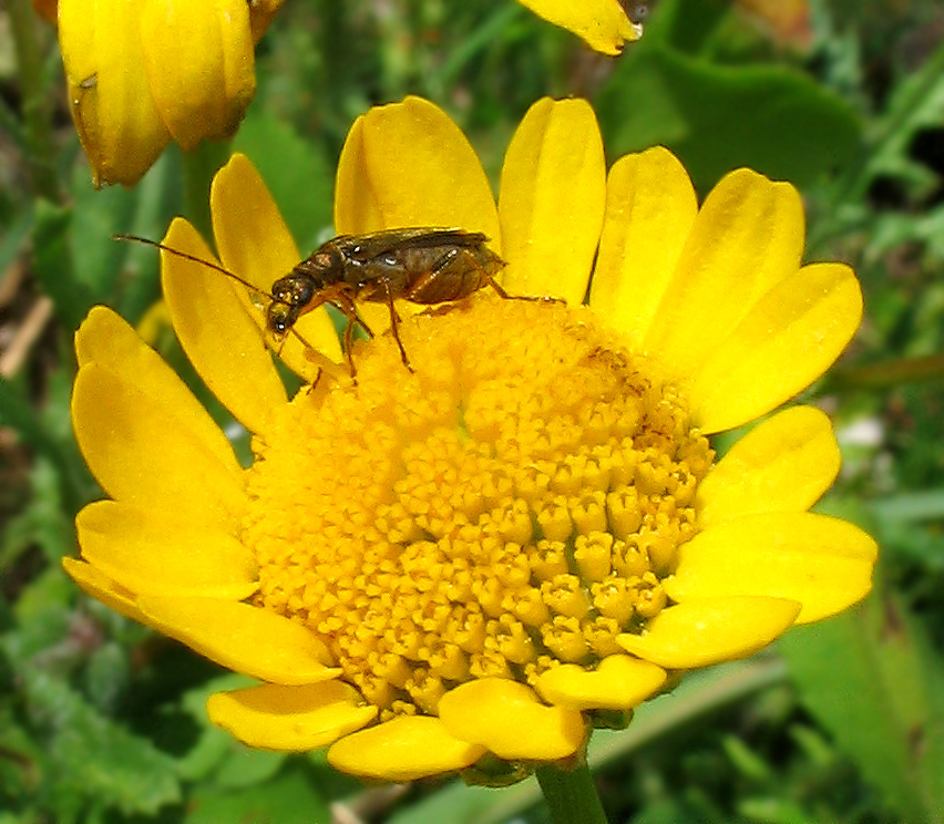 Alcune oedemera