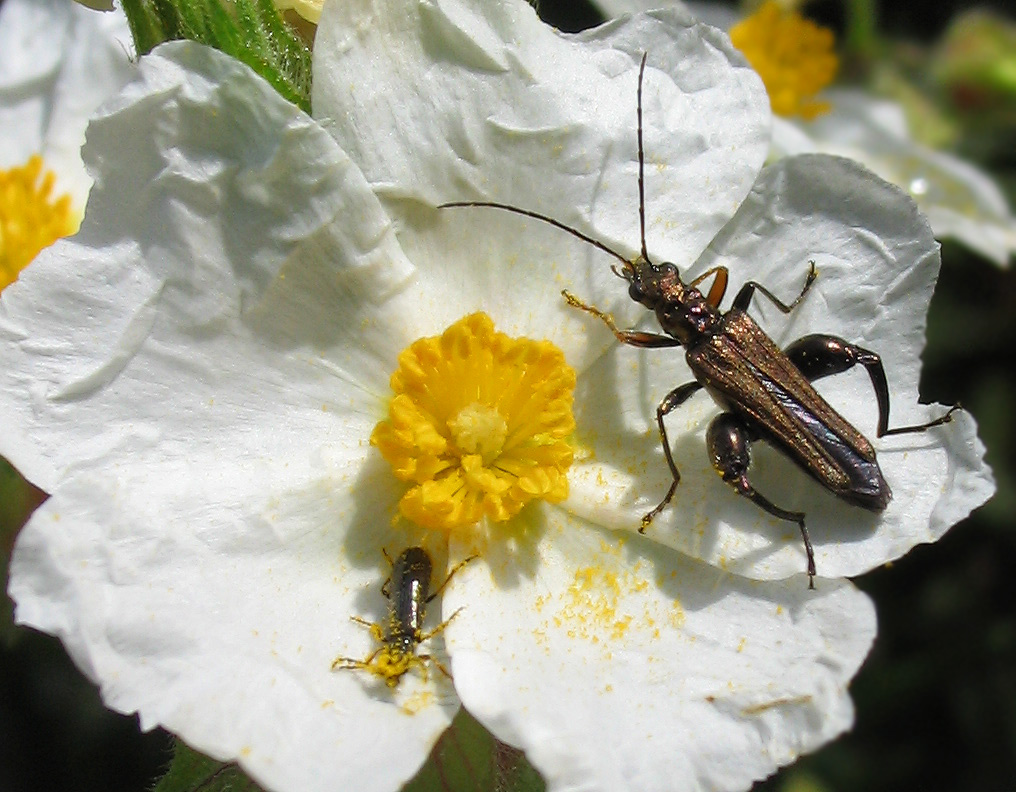 Alcune oedemera