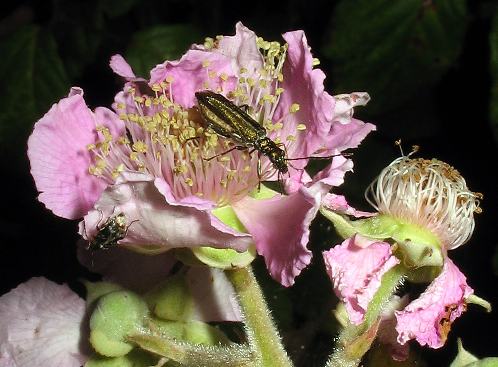 Alcune oedemera