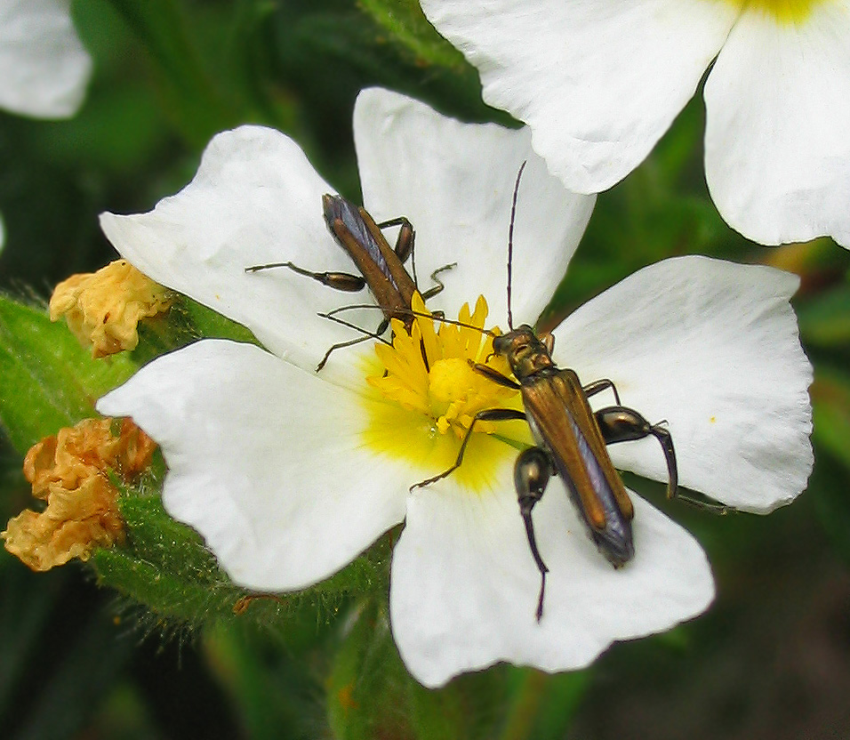 Alcune oedemera