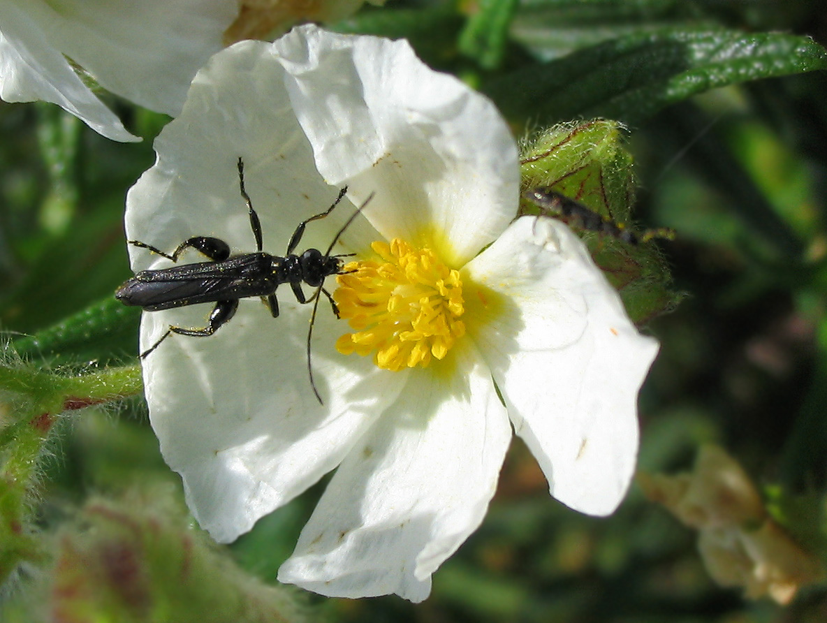 Alcune oedemera