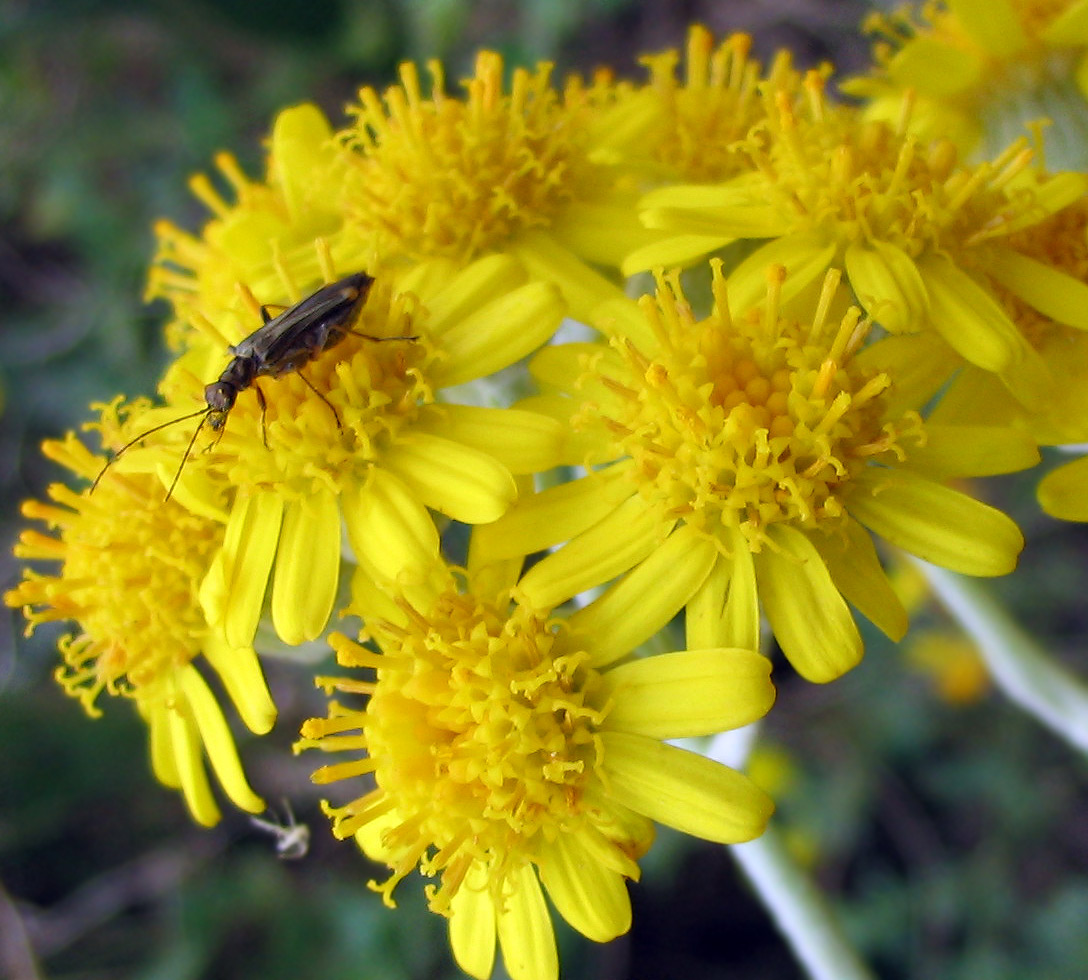 Alcune oedemera