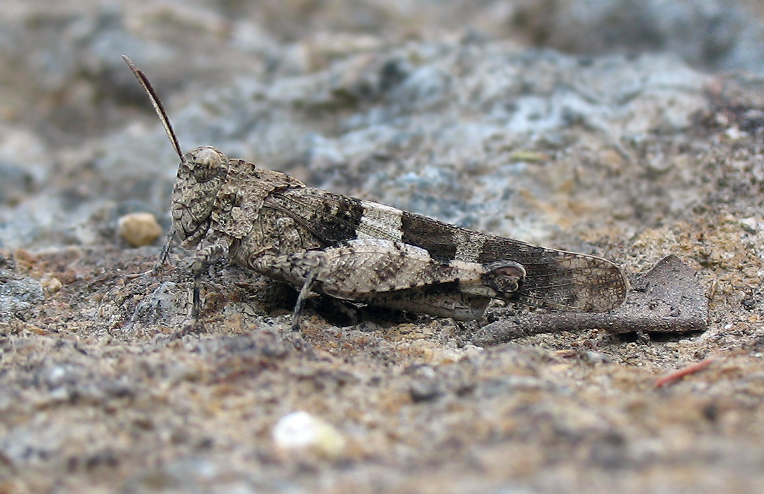 Oedipoda caerulescens