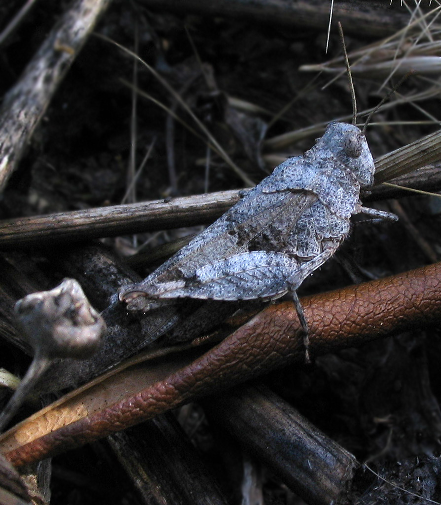 Oedipoda caerulescens