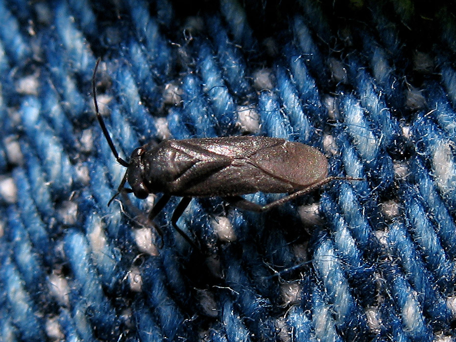 3 millimetri di Miridae: gen. Pachytomella