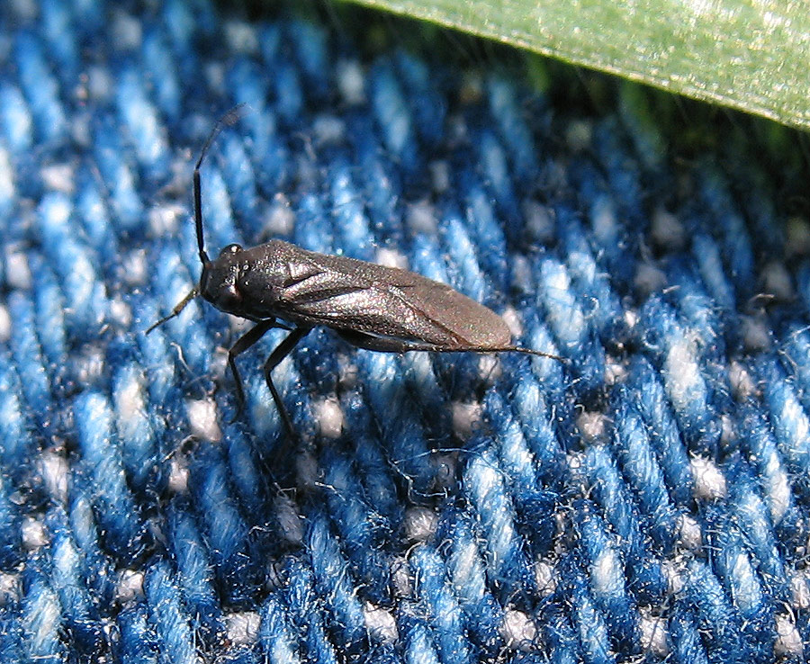 3 millimetri di Miridae: gen. Pachytomella