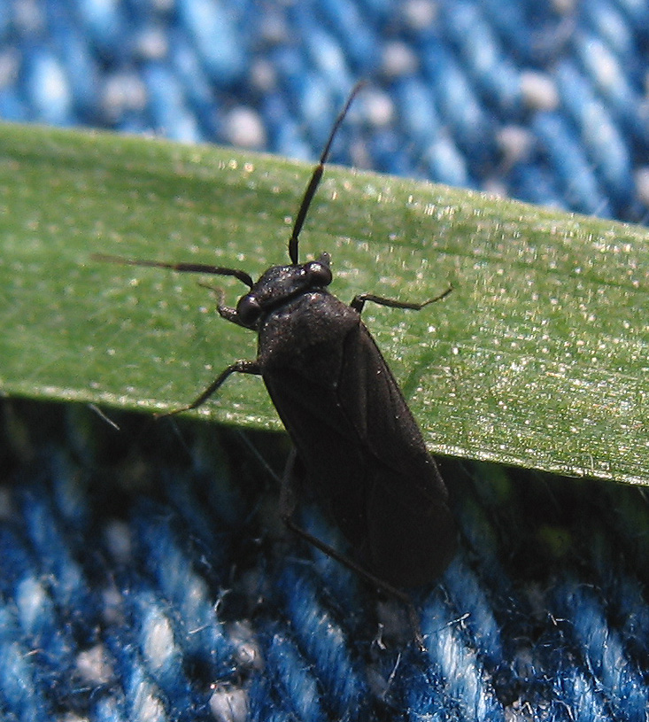 3 millimetri di Miridae: gen. Pachytomella