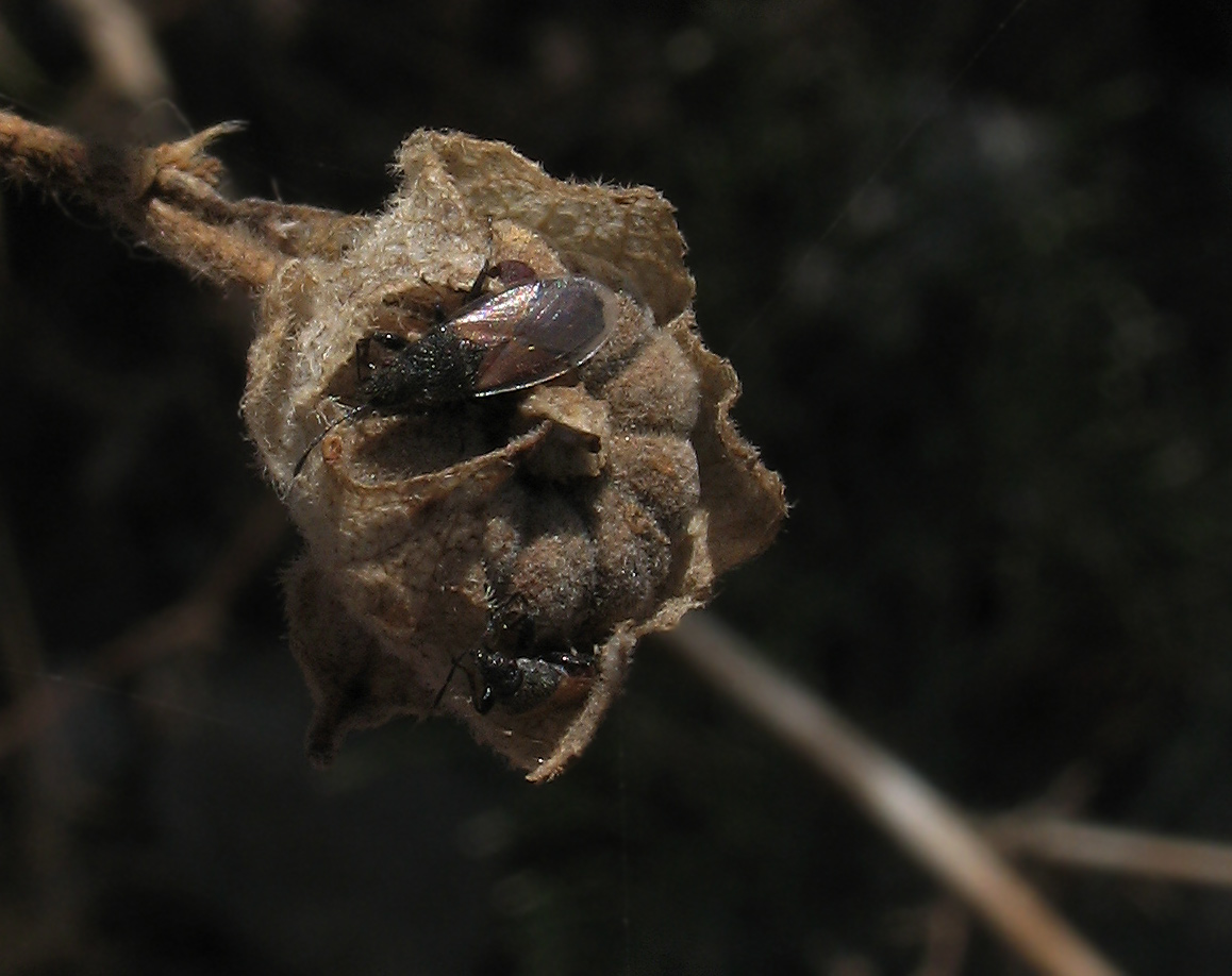 Oxycarenus hyalinipennis