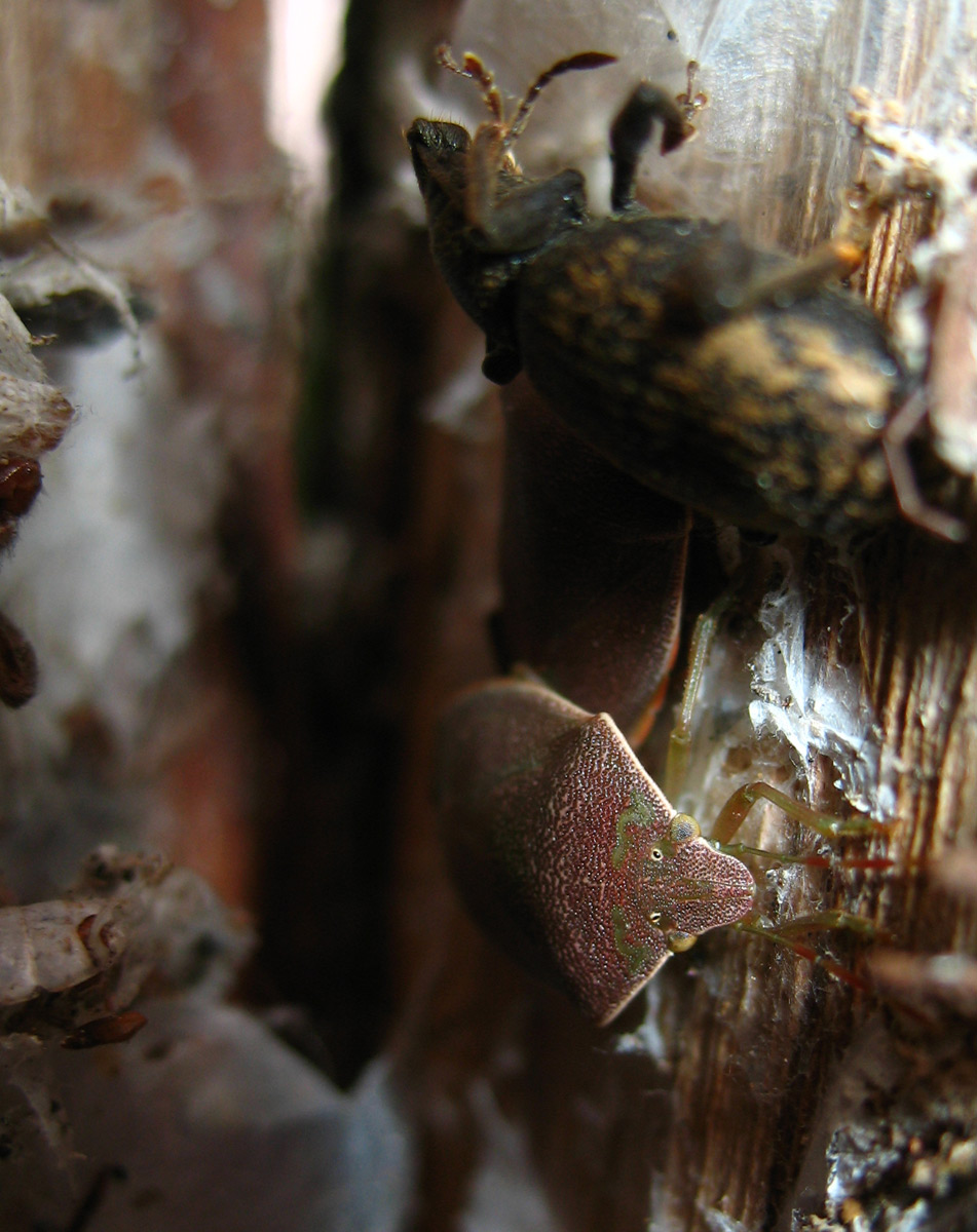 Palomena prasina