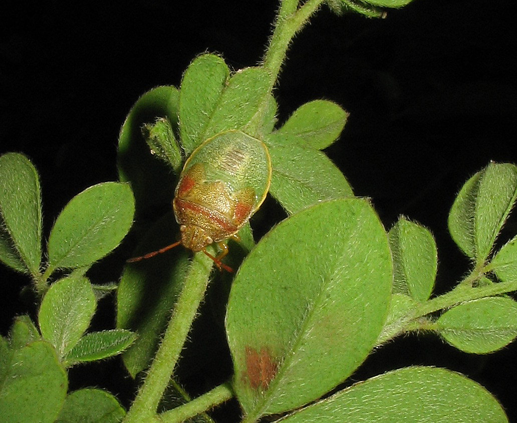 Giovane Pentatomidae: Piezodorus