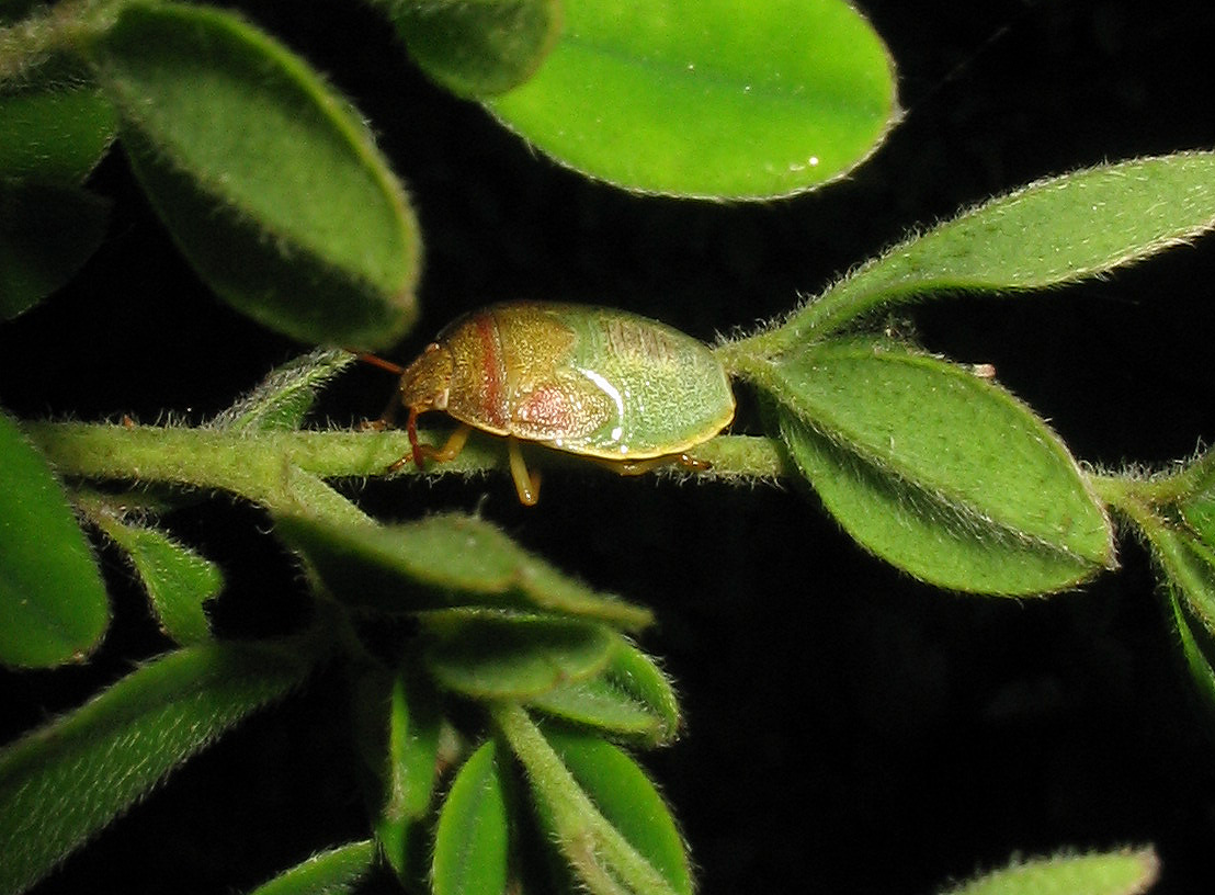 Giovane Pentatomidae: Piezodorus