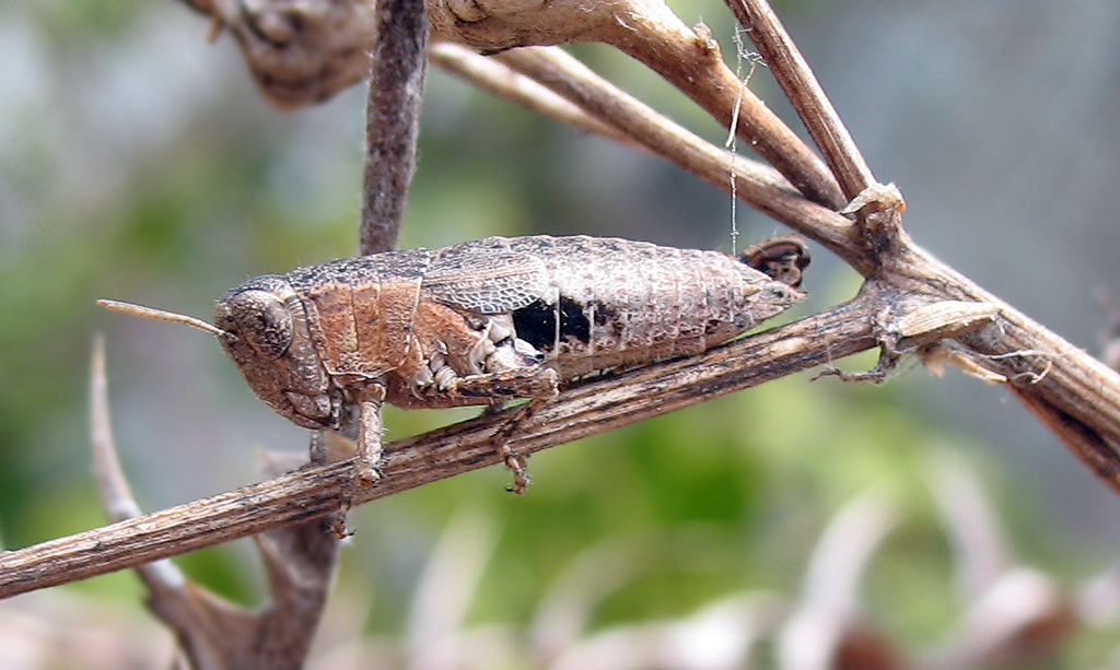 Pezotettix giornae (Acrididae, Catantopinae)