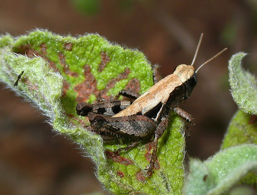 Pezotettix giornae (Acrididae, Catantopinae)