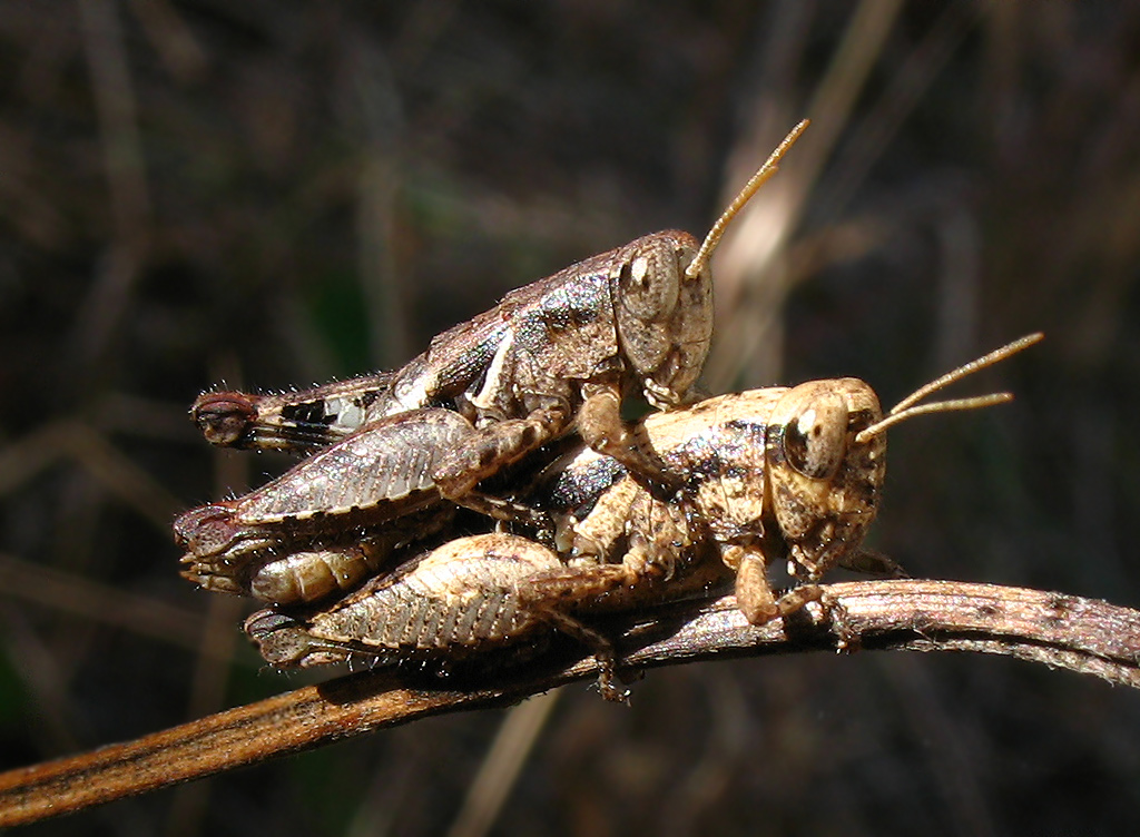 Pezotettix giornae (Acrididae, Catantopinae)