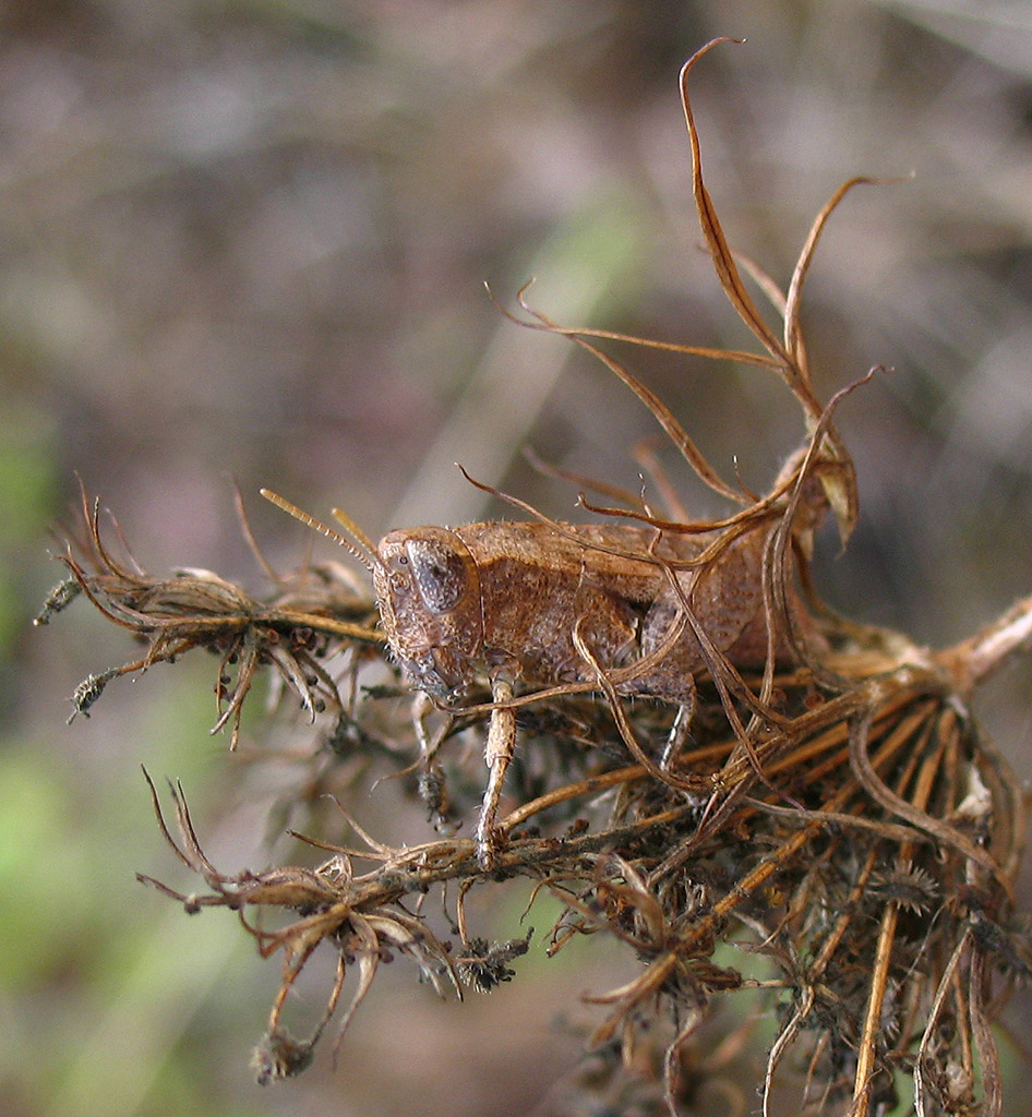 Pezotettix giornae (Acrididae, Catantopinae)