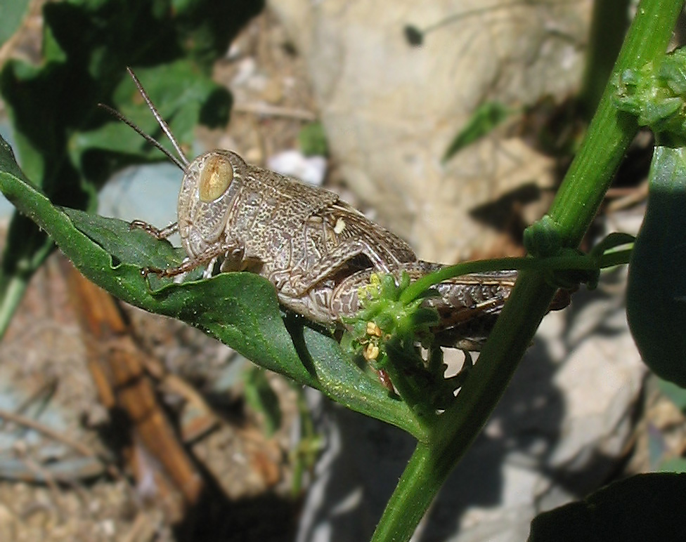 Pezotettix giornae (Acrididae, Catantopinae)