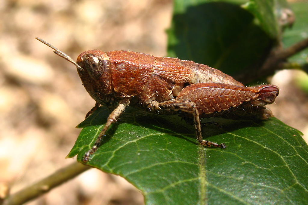 Pezotettix giornae (Acrididae, Catantopinae)