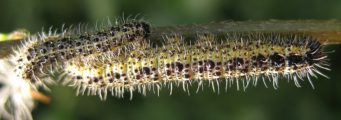 Pieris brassicae bruchi