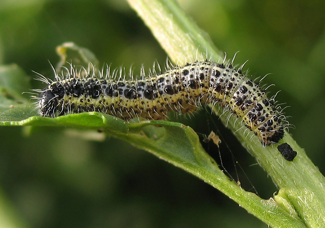 Pieris brassicae bruchi