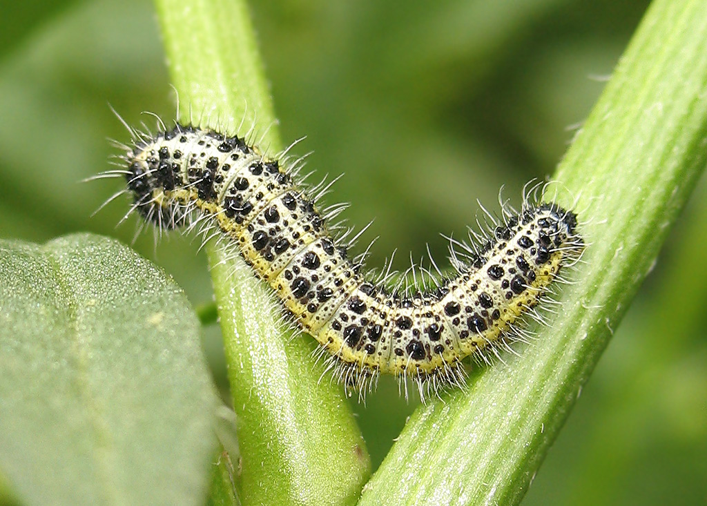 Pieris brassicae bruchi