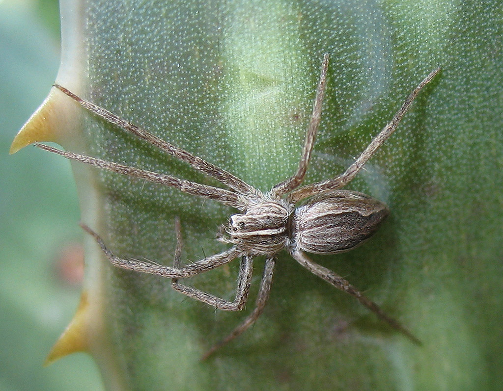 Pisaura sp.