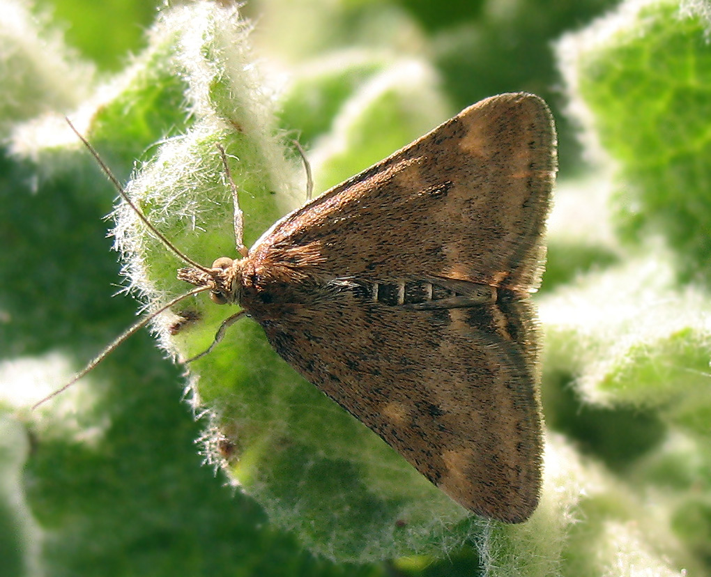 Pyrausta despicata