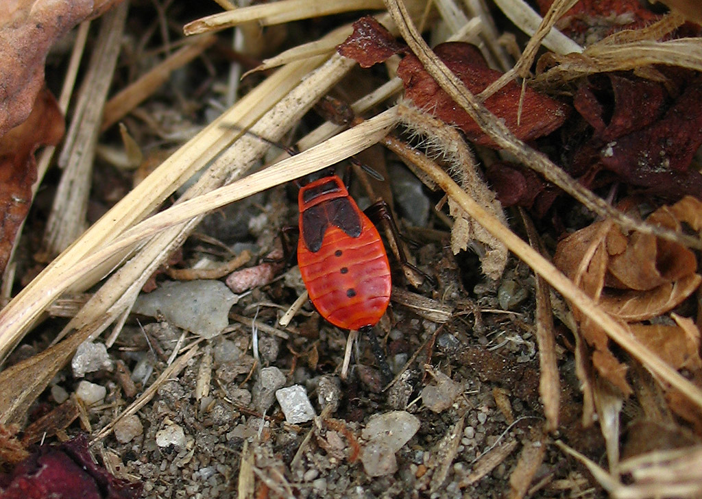 Uno strano Pyrrhocoris apterus??