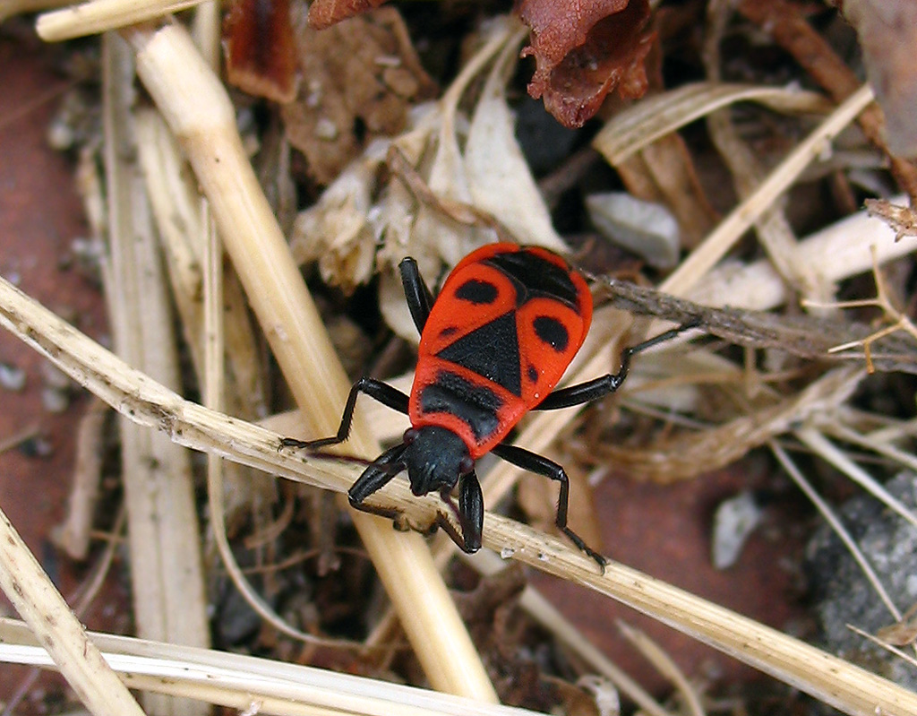 Uno strano Pyrrhocoris apterus??