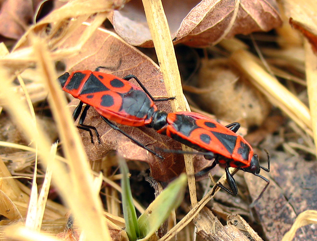 Uno strano Pyrrhocoris apterus??